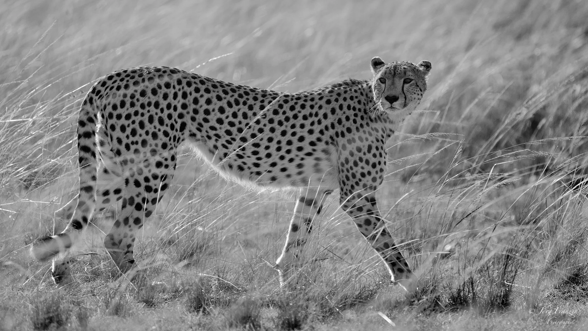 Eine elegante Erscheinung, ...