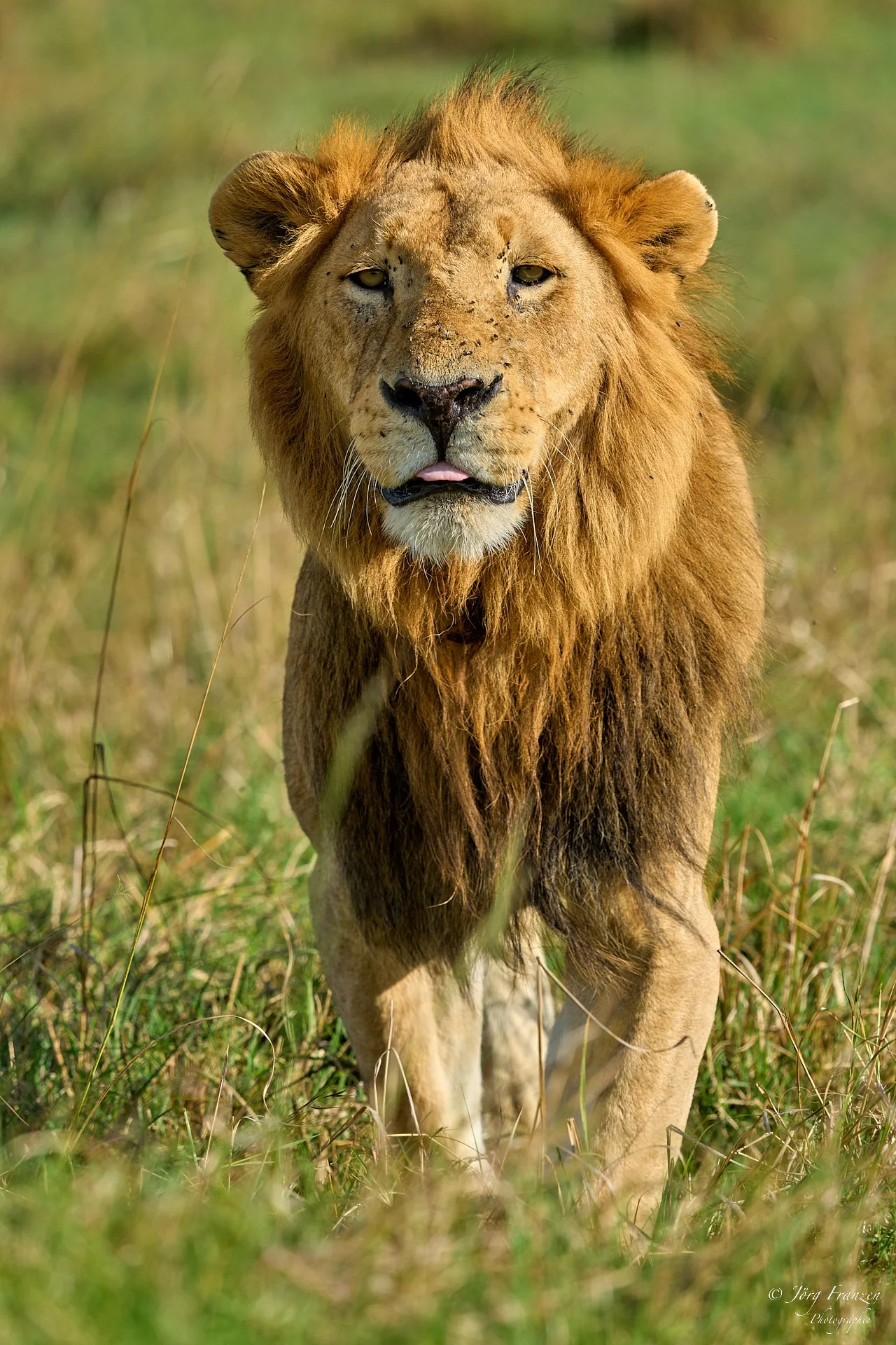 Der Löwe hat ein Warzenschwein entdeckt, greift es aber nicht an.