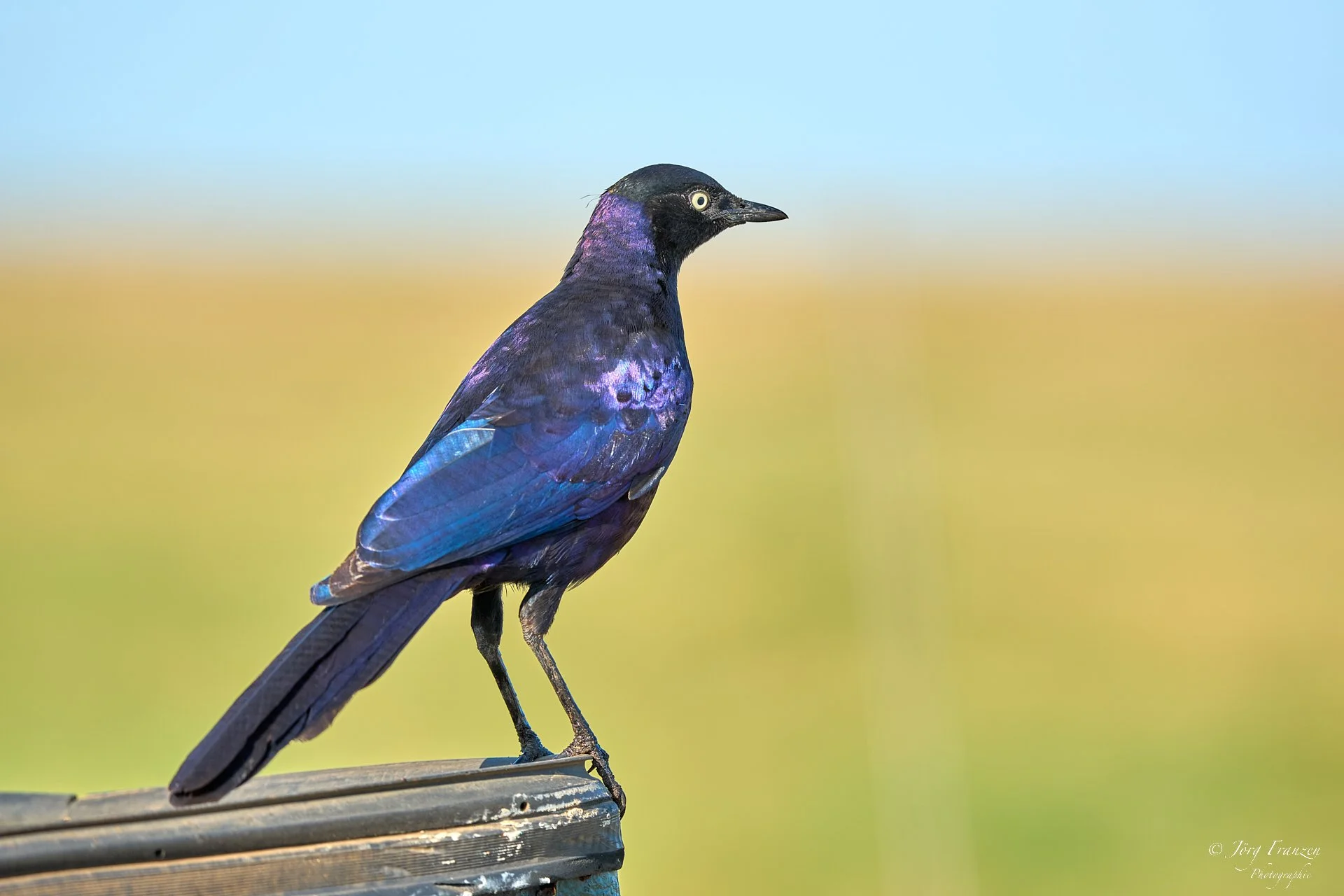 Glanzstar auf dem Autodach