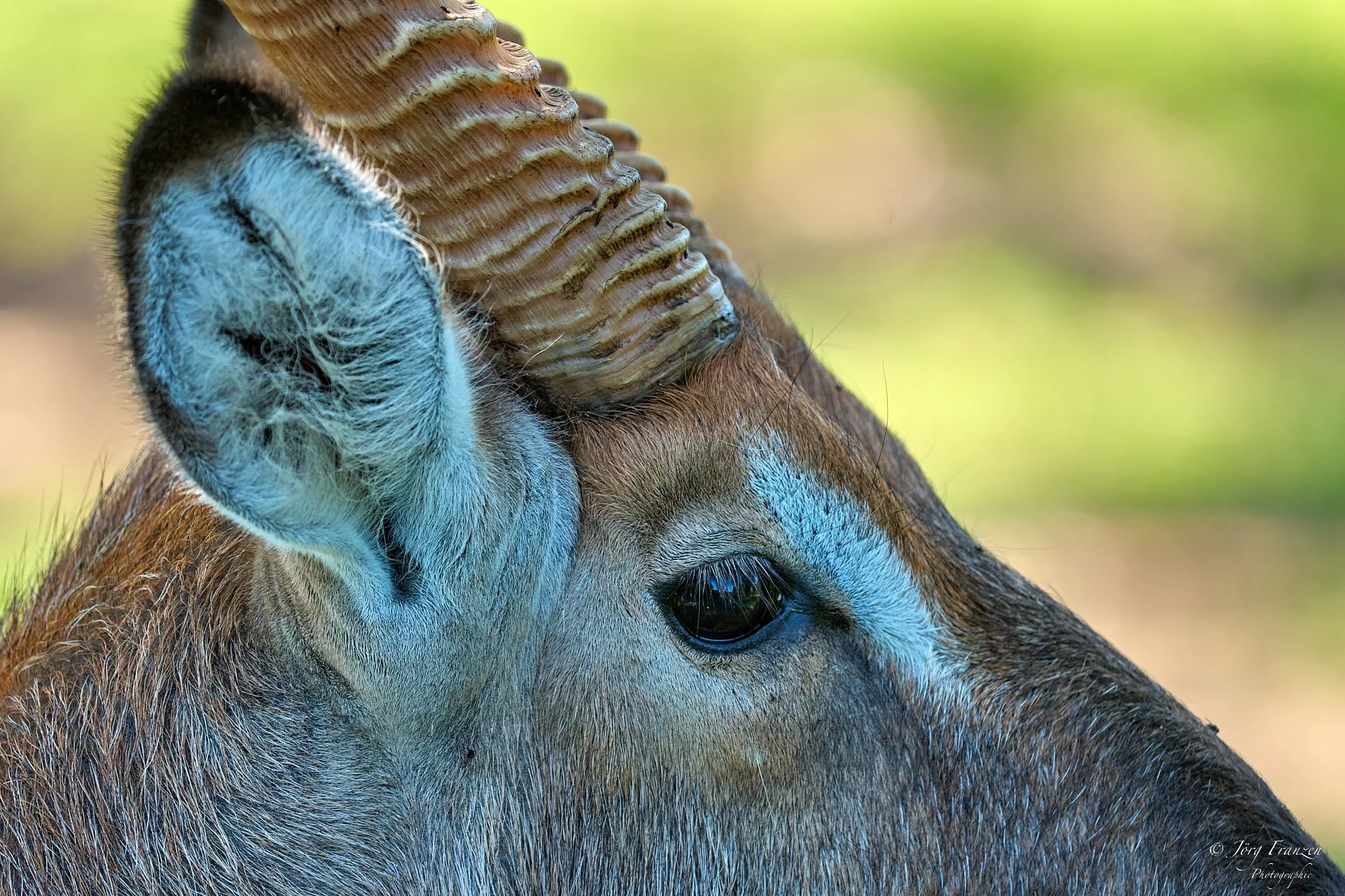 Ein Wasserbock, mit dem irgendwas nicht stimmte - sonst wäre ein solches Portrait nicht möglich gewesen.