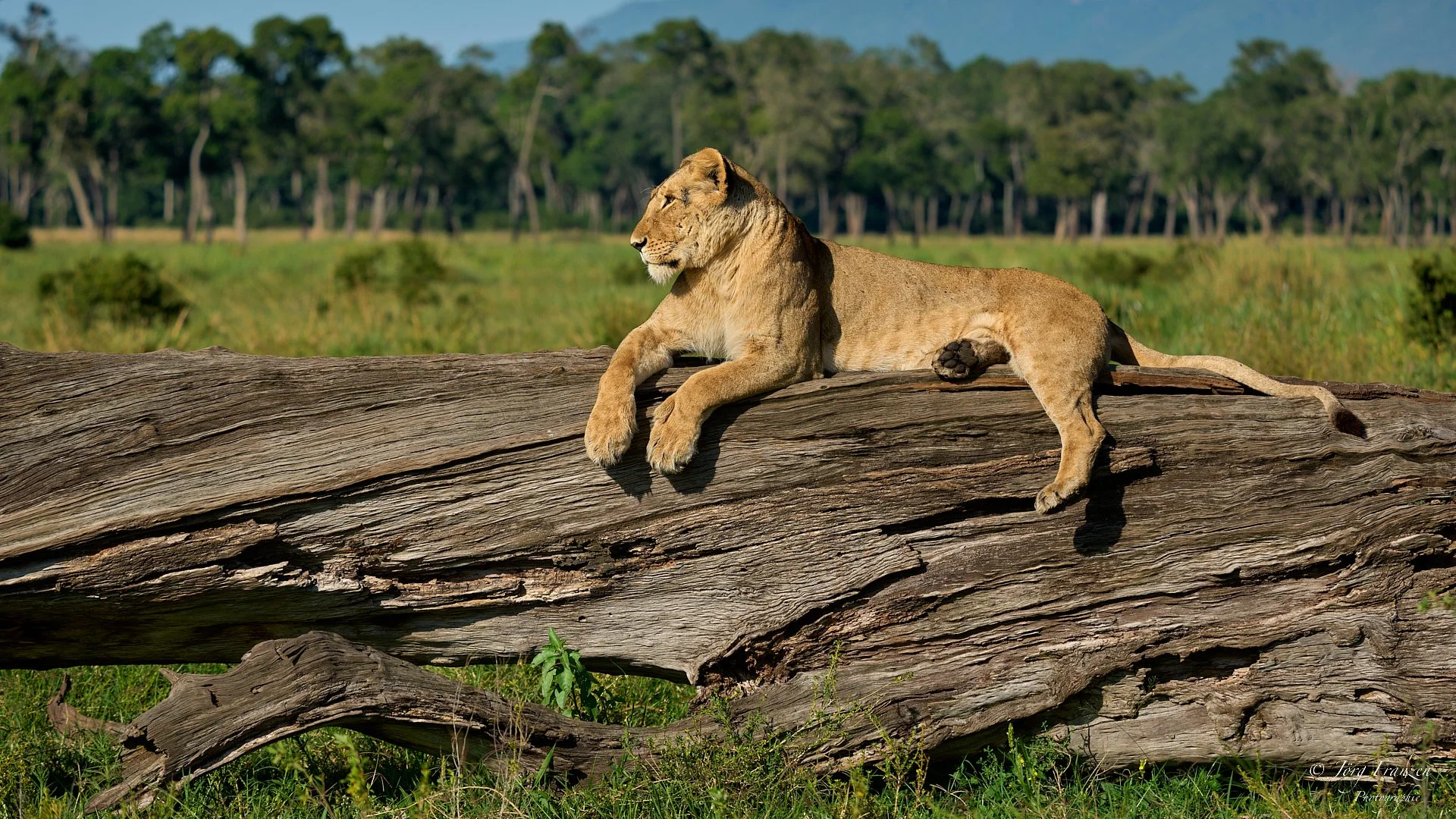 Die Kinder sind im Baumstamm verschwunden.