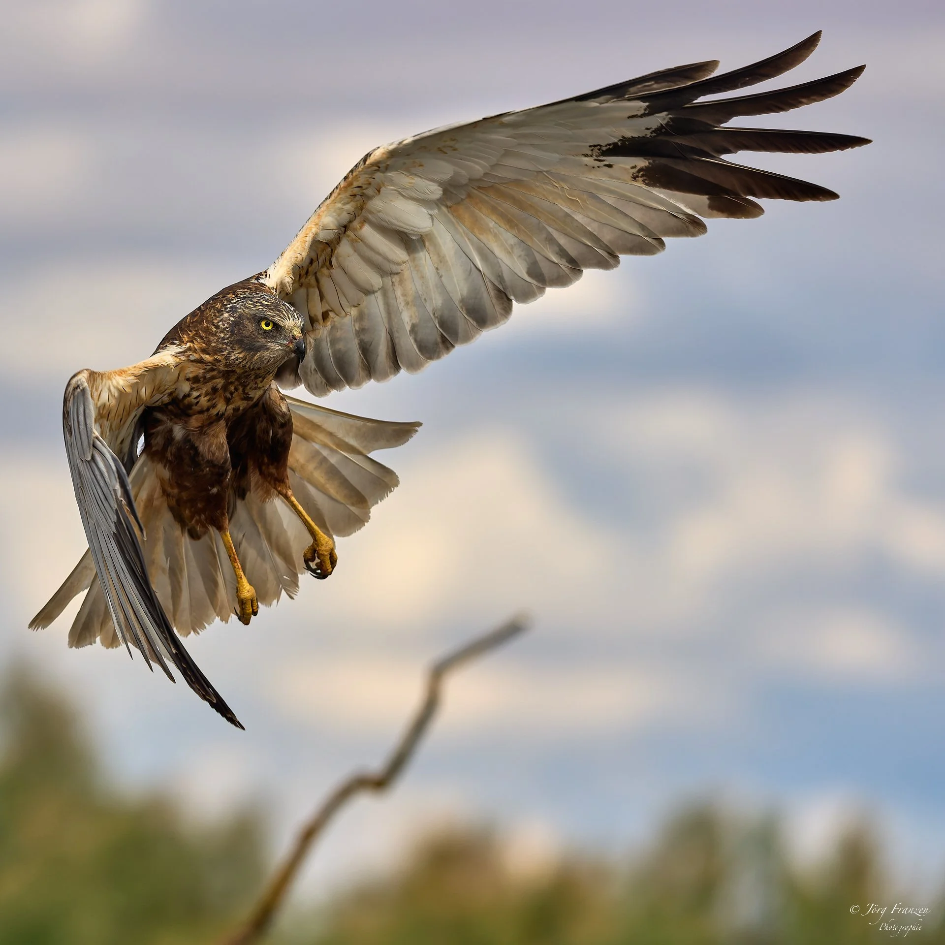 Weite Schwingen