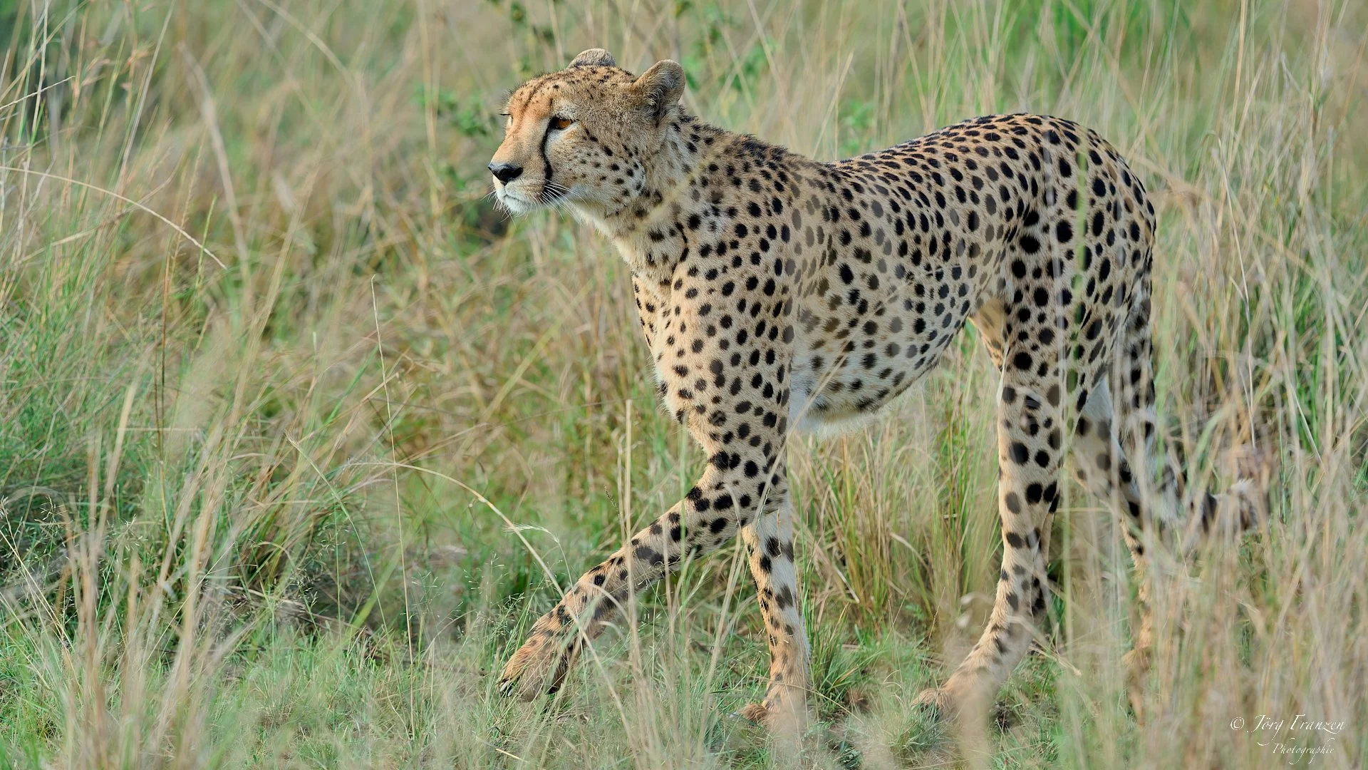 Unterwegs im hohen Gras
