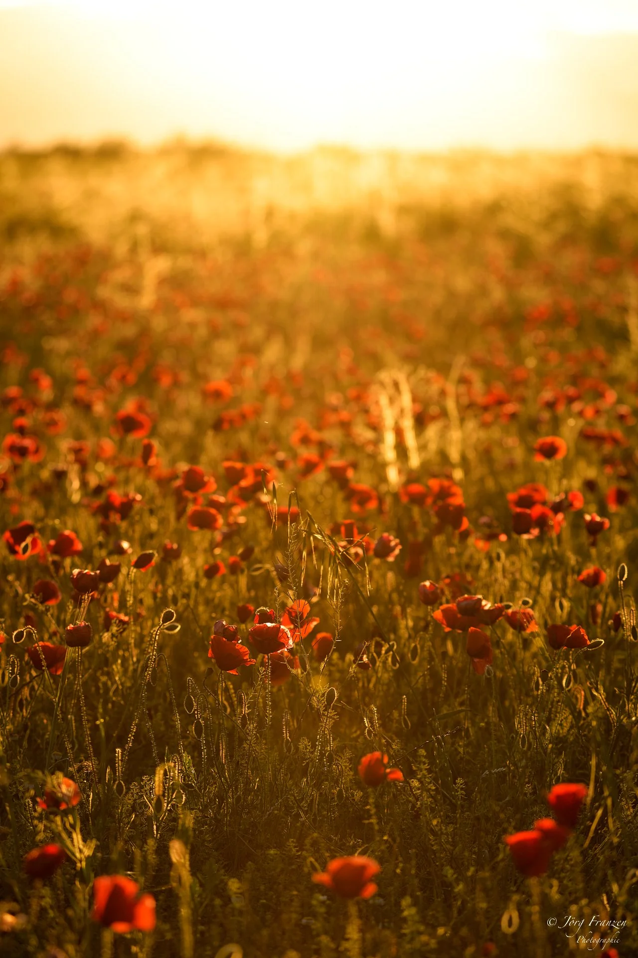 Klatschmohn soweit das Auge reicht