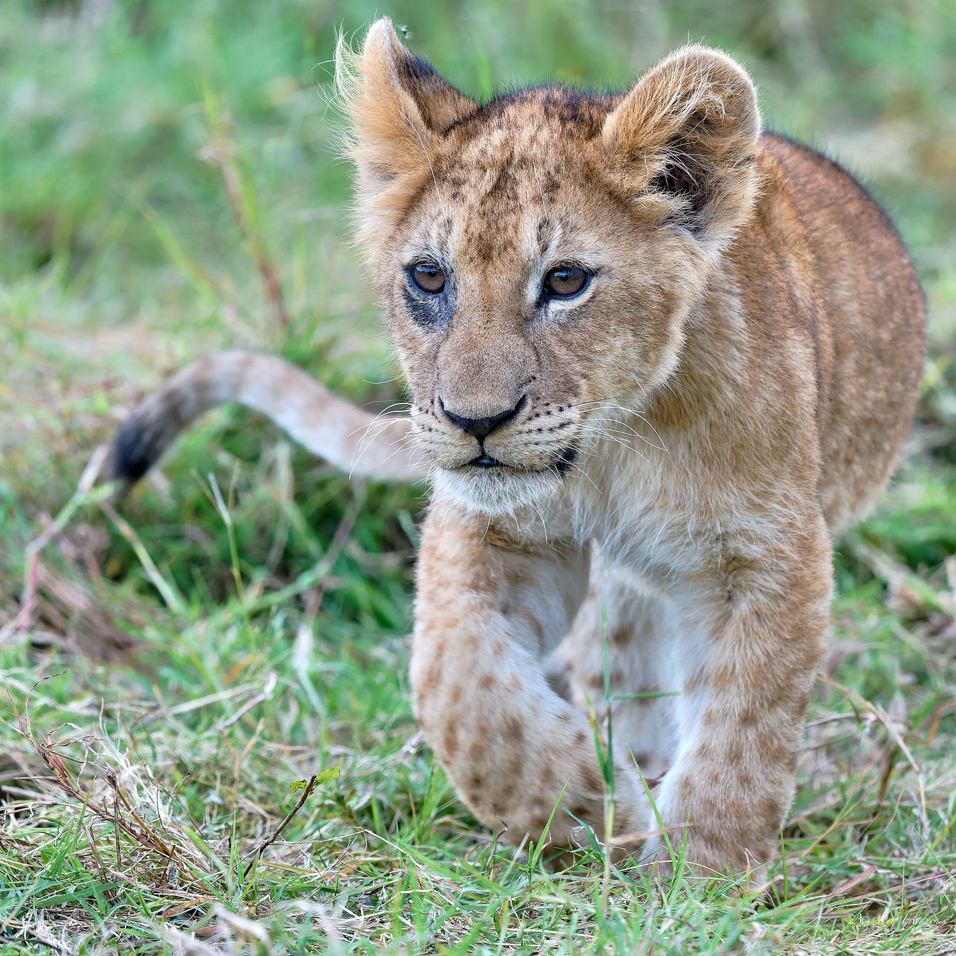Wieder beeindruckend, wie nah wir den Tieren waren.