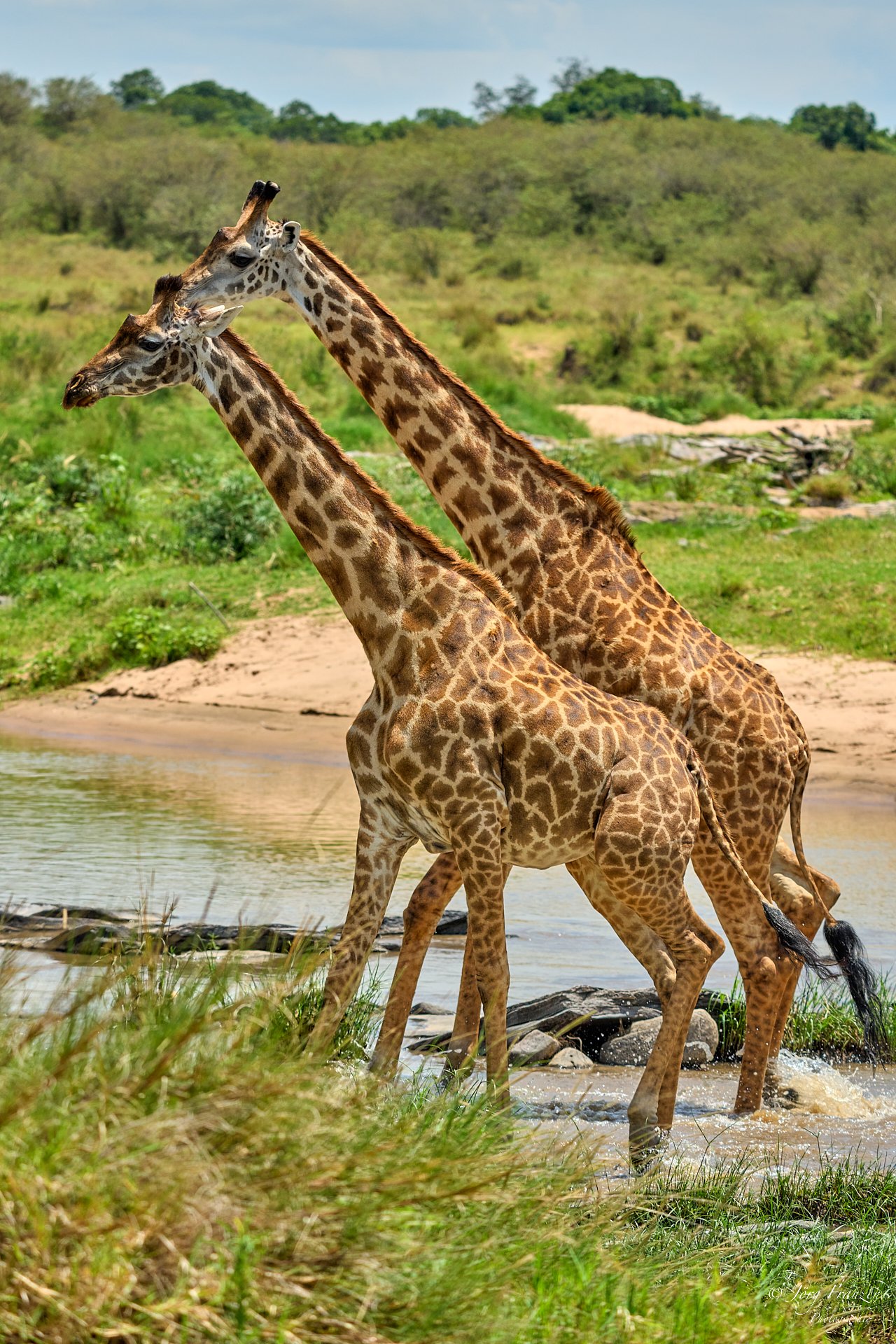 Giraffen bei einer Flussdurchquerung