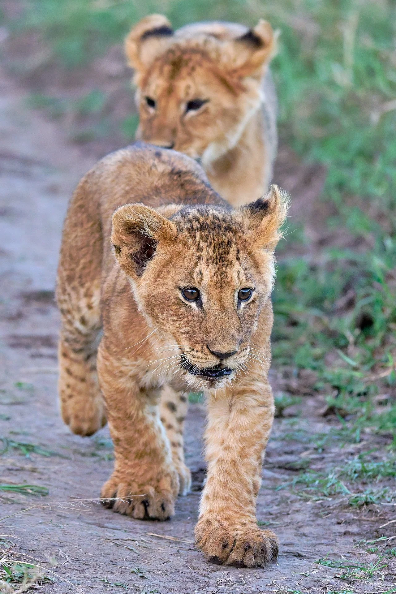 Immer in der Fahrspur - ist ja auch deutlich bequemer.