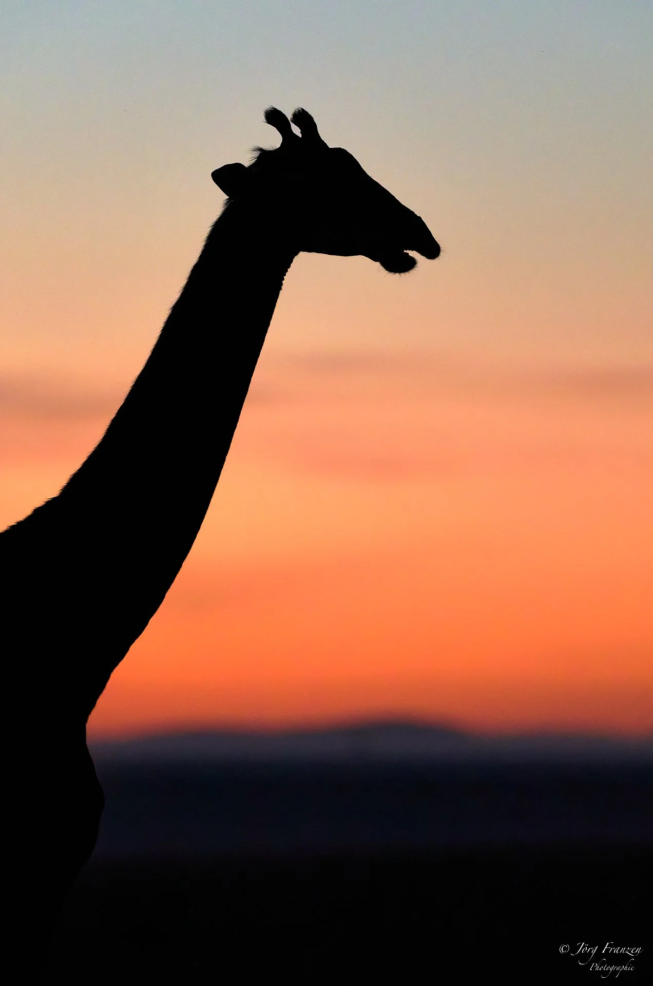 Giraffe vor Sonnenaufgang