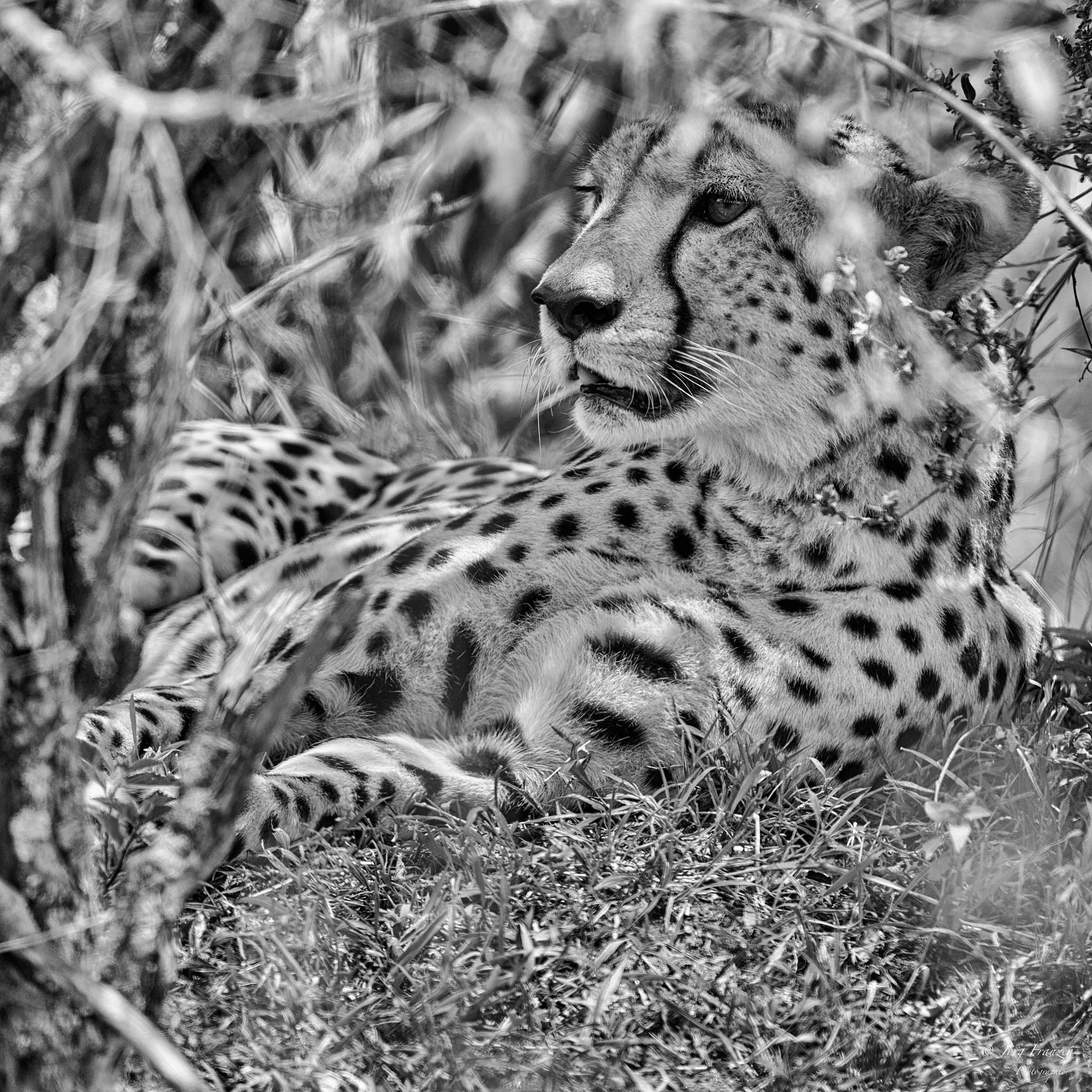 Gut getarnter Gepard