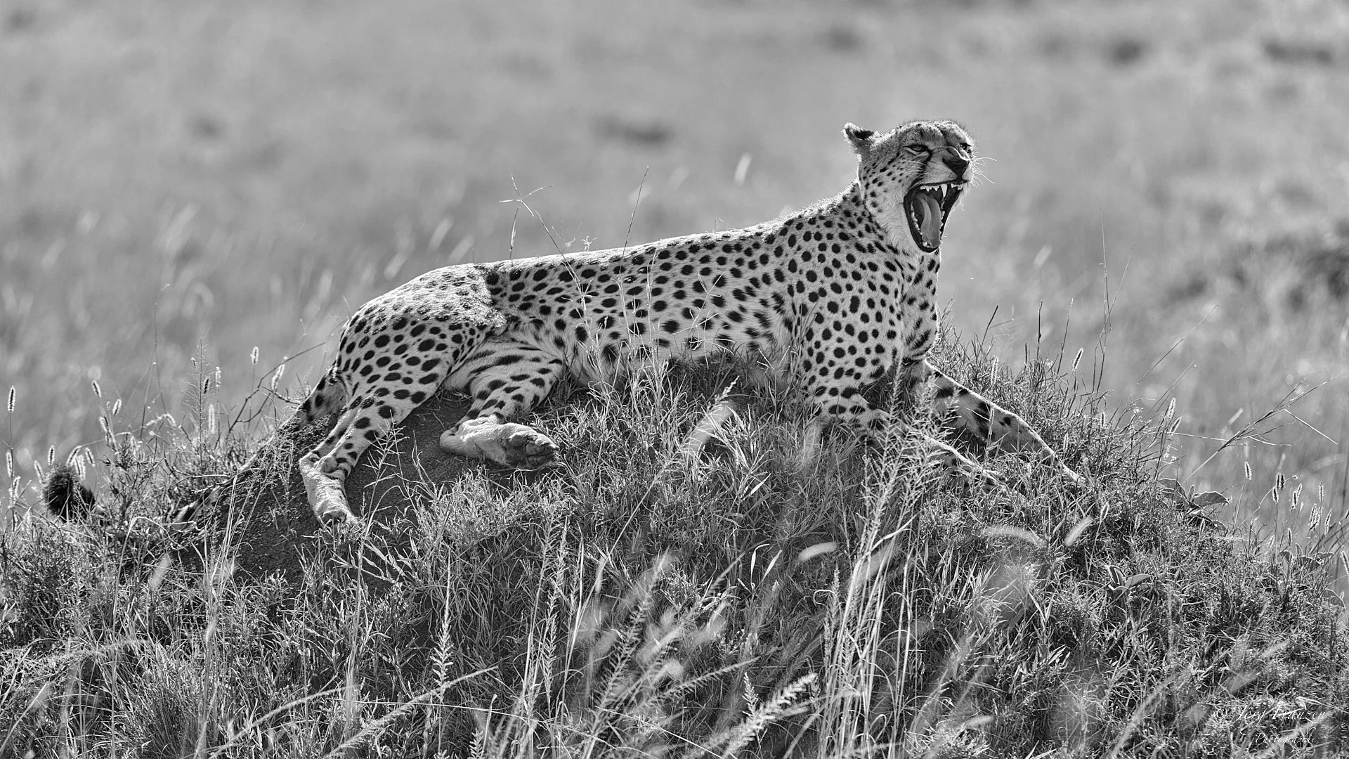 ... die aber auch einmal eine Pause braucht.