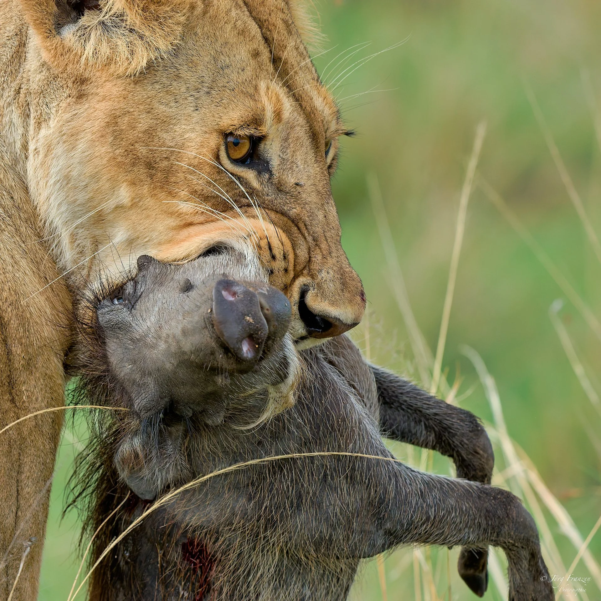 Es gibt kein Entrinnen ...