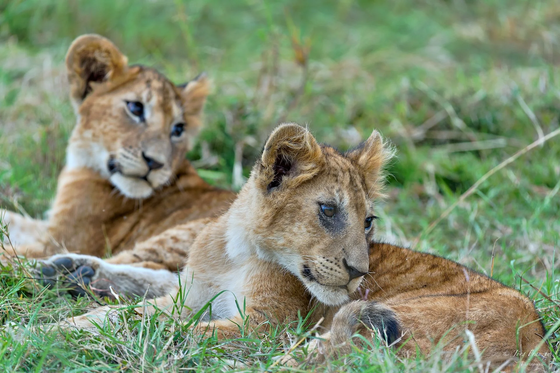 Zurück beim hungrigen Löwenrudel