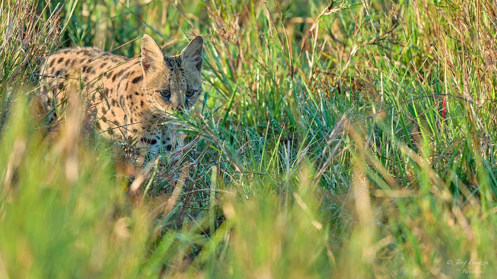 Serval im Frühtau