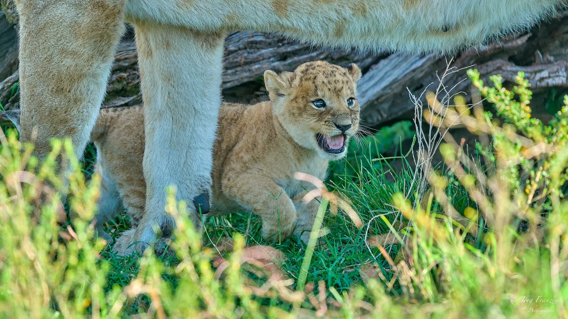 Etwas tiefer im Sumpfland entdecken wir eine Löwenmutter mit noch ganz jungem Nachwuchs.