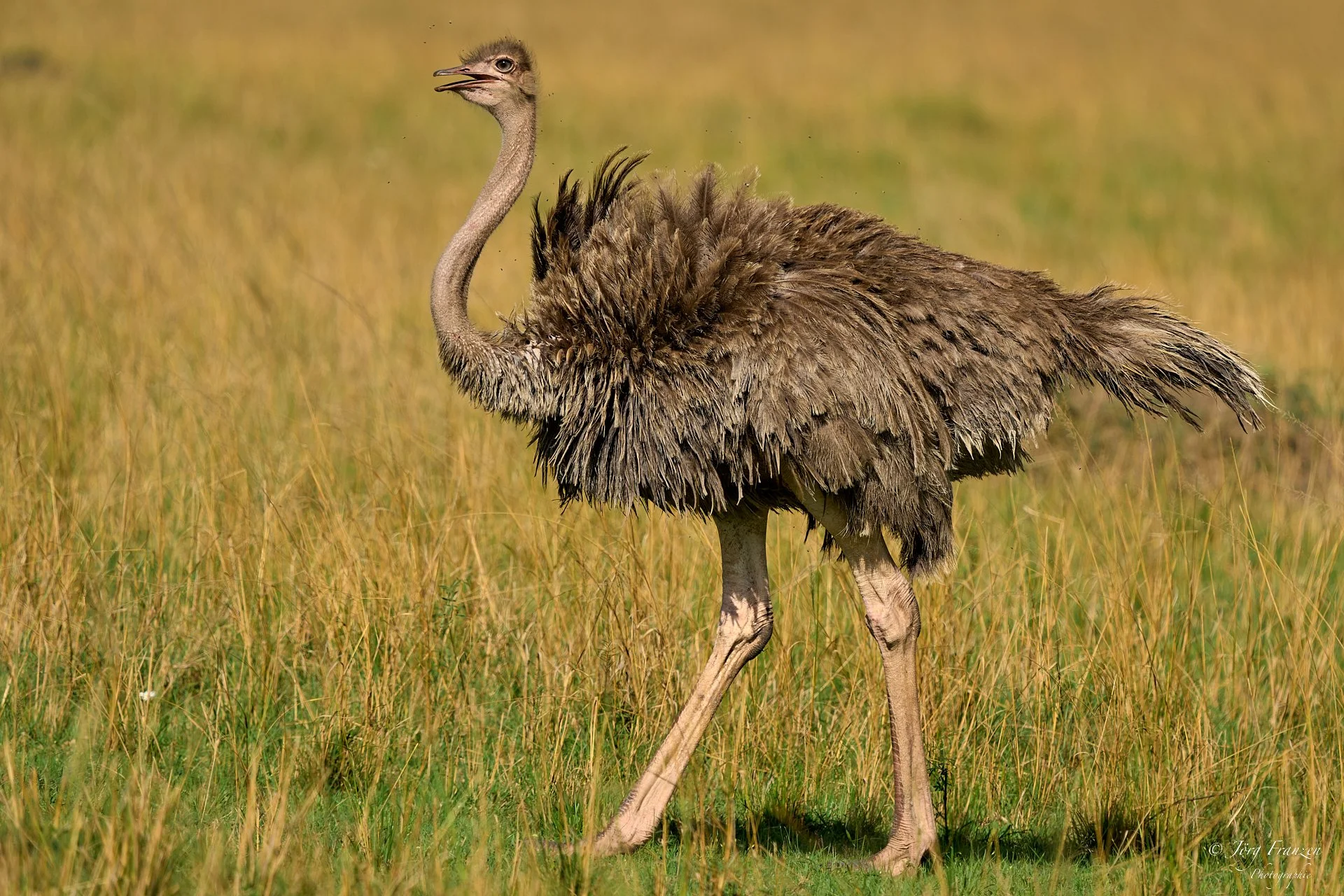 Vogel Strauss (Weibchen)