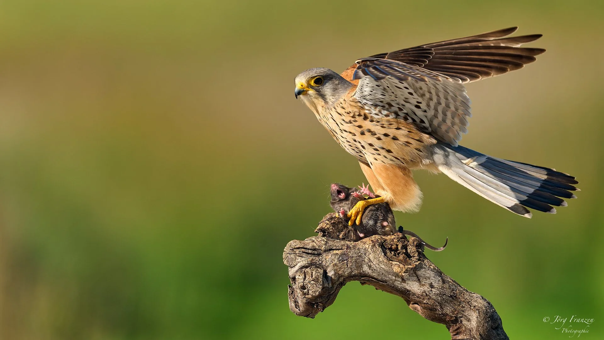 Turmfalke