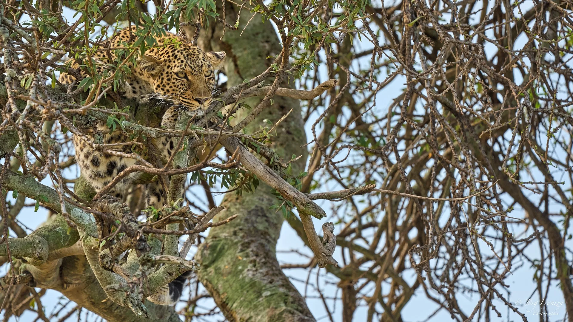 Der Besitzer: ein Leopard