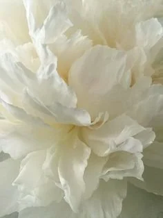 petals-cream.jpeg