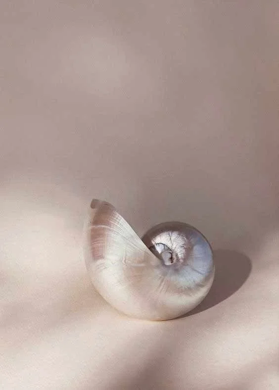 Beautiful-silver-shell-1.jpeg