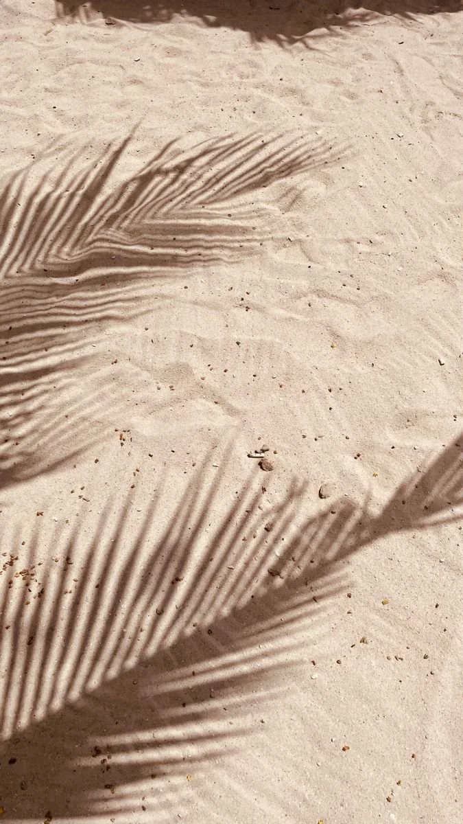 palm-trees.jpeg