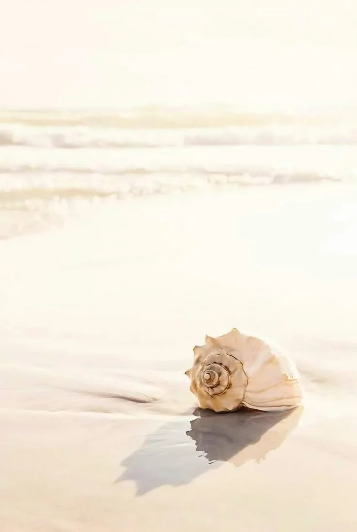 Shell-on-a-beach.jpeg