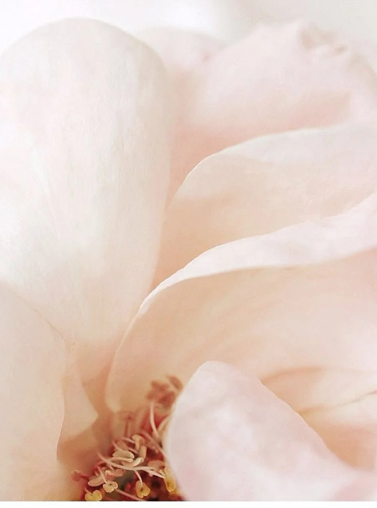petals-pink.jpeg