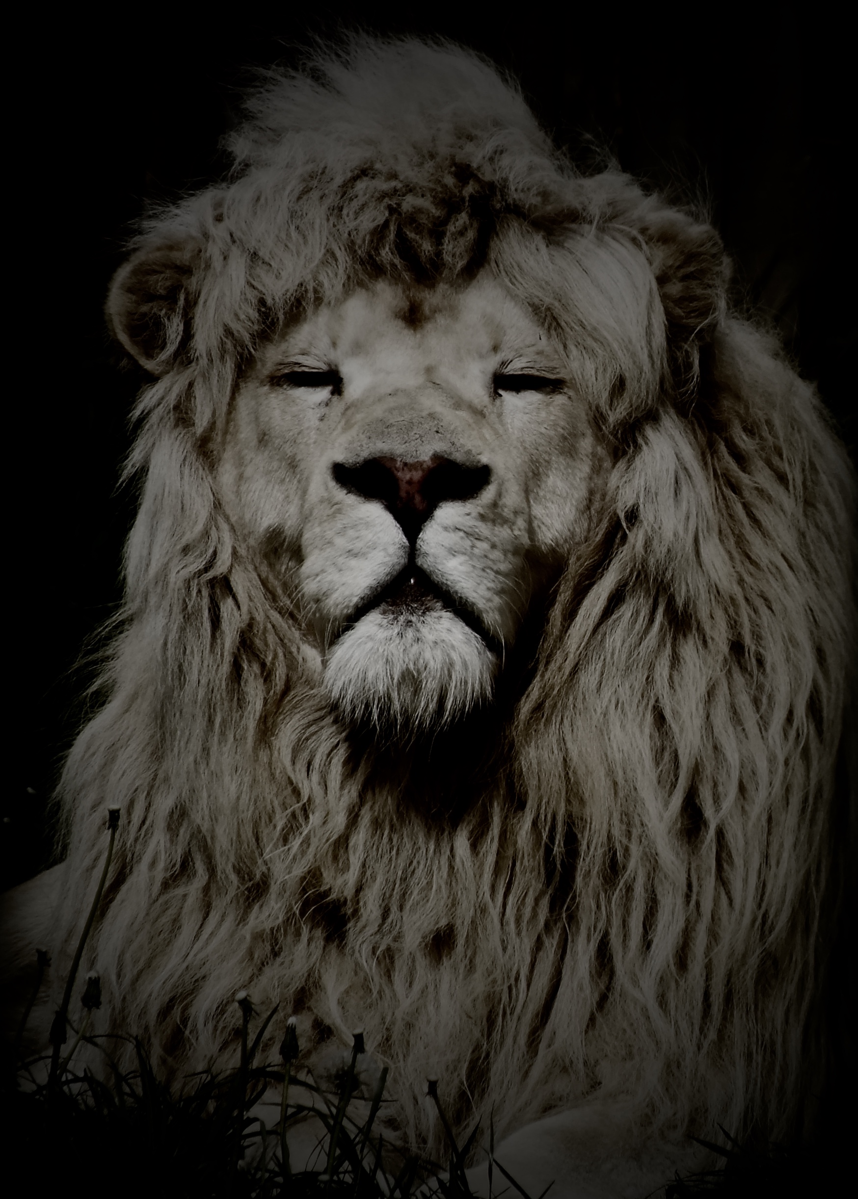 Poster // The Majestic Lion