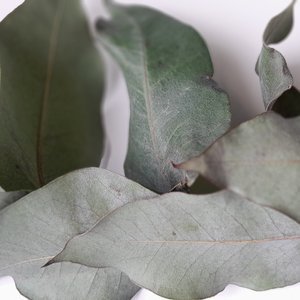 PFEIFER-design_Alchemy-Eucalyptus-leaves-sq.jpg