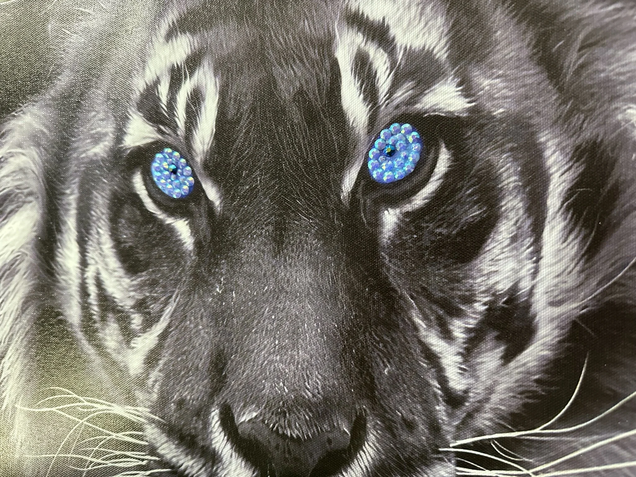 Blue Eyed Tiger
