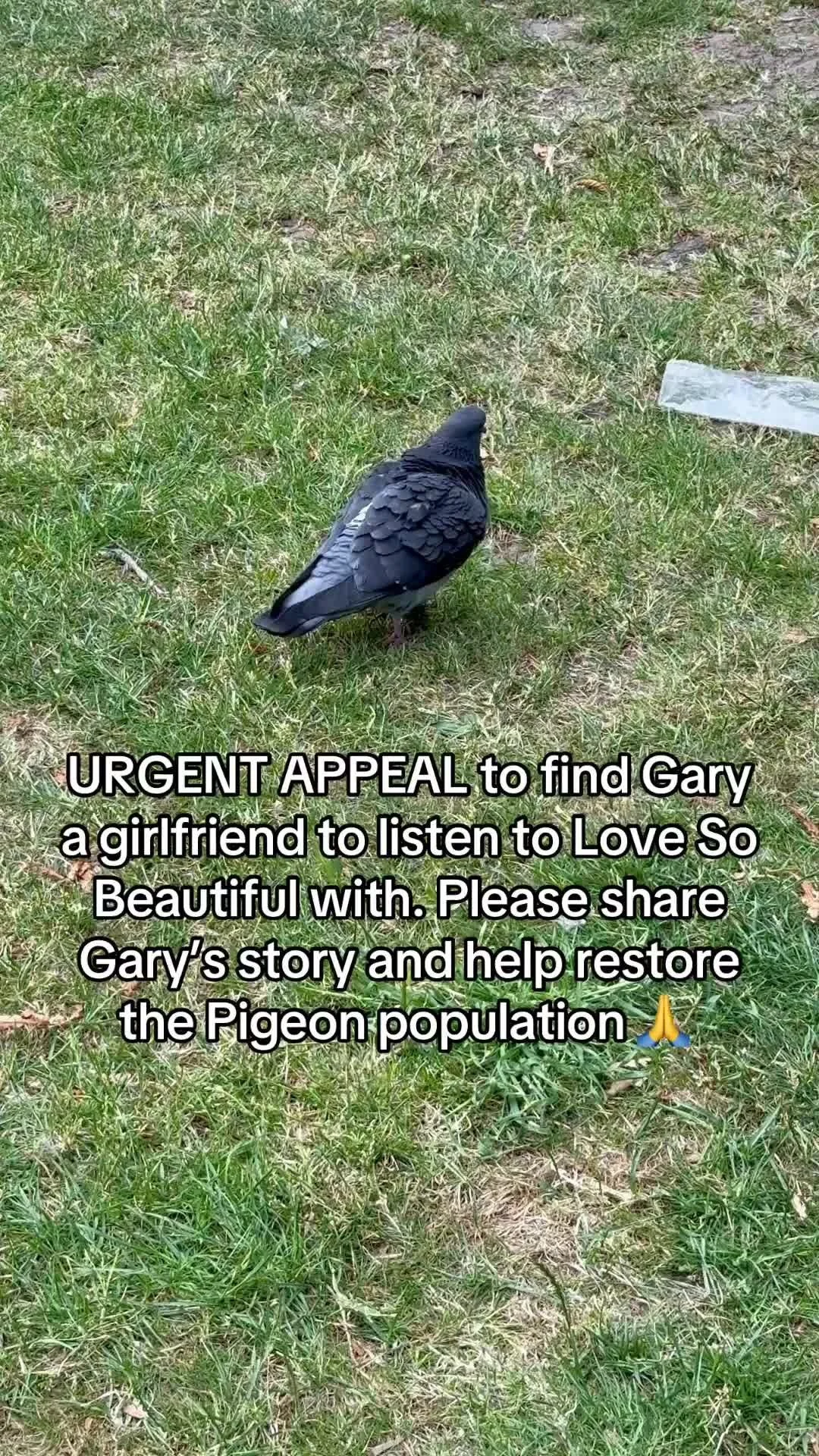 Gary is searching far and wide. By giving just one share a month you can help Gary find his perfect match! ❤️
#musician #song #singer #love #pigeon #london #lovesobeautiful #jackbailey
