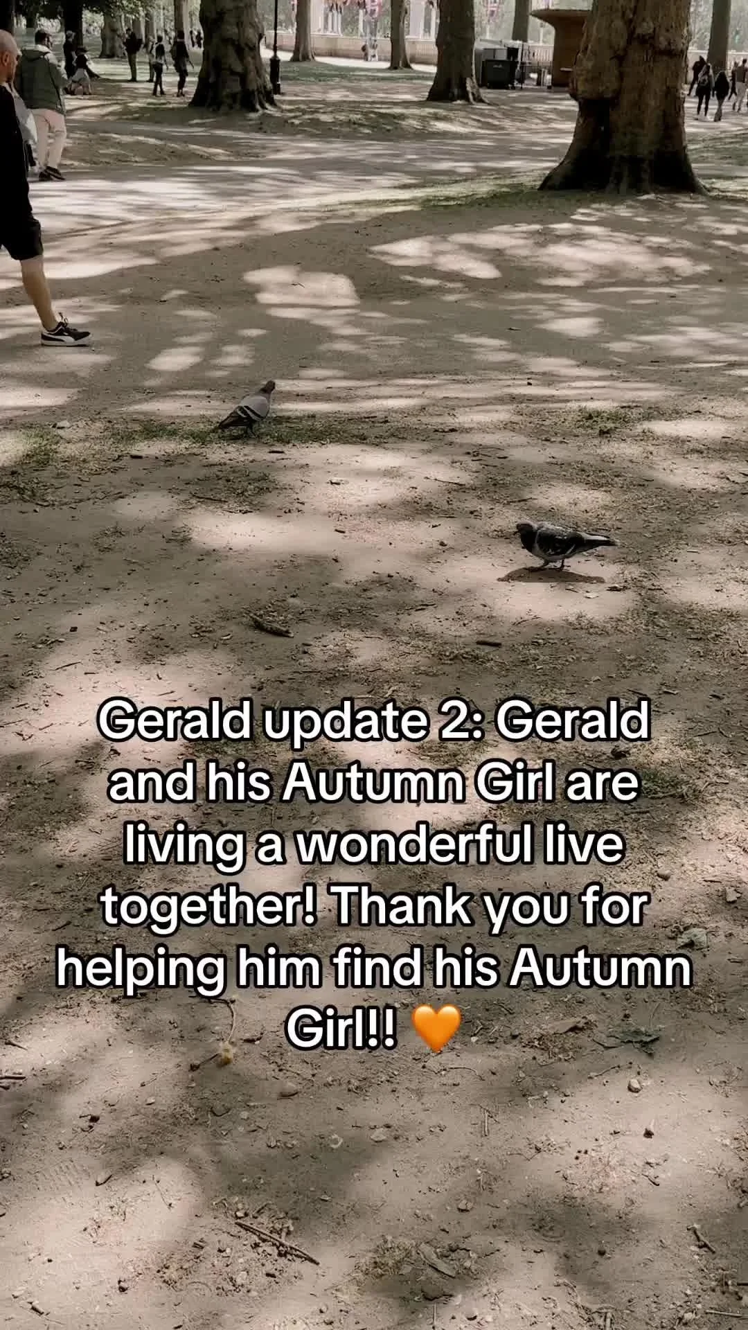 Update on Gerald: He found his Autumn Girl! #pigeon #music #london #singer #newsong