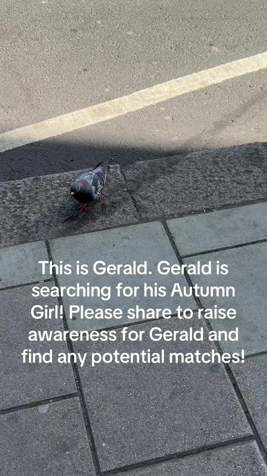 Gerald needs YOUR HELP to find his Autumn Girl! 🧡 #music #autumn #autumngirl #musician #summer #spring #london #ldn #england #singer #songwriter #singersongwriter#newmusic #guitar #guitarist #indiepop #pop #fyp #tiktok #trending #trendingaudio #mai