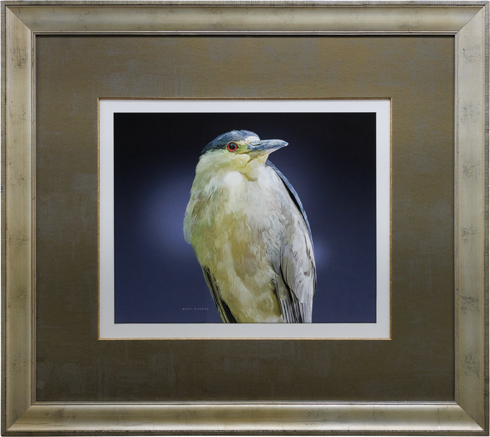 Black-capped Night Heron-Metallic 39x35