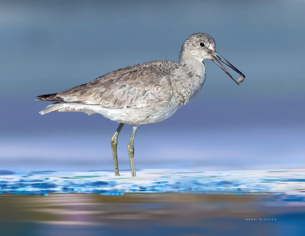 Willet