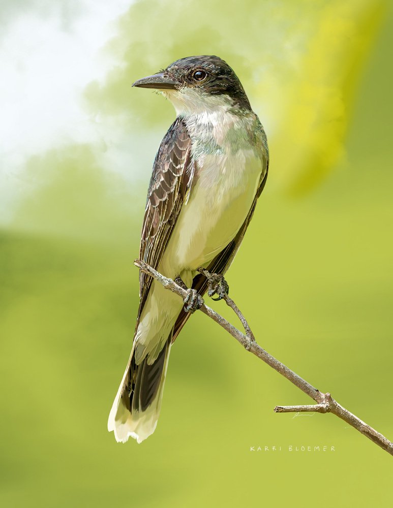 Eastern Kingbird B