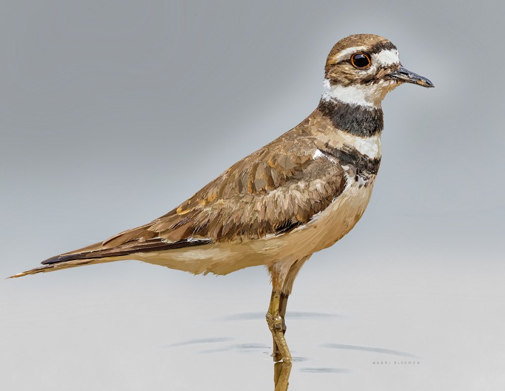 Killdeer