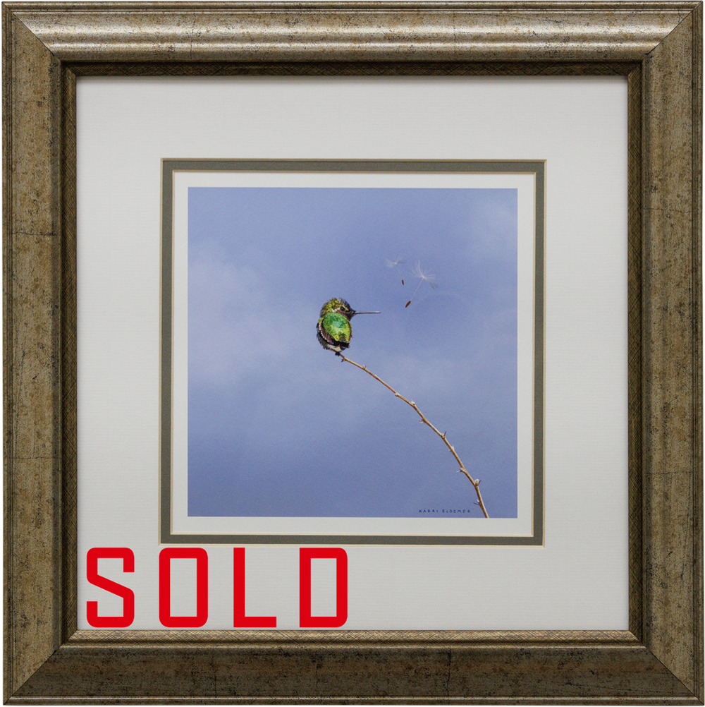 HummingBird_Dandelion_Frame_Web_SOLD_JR7_1245.png