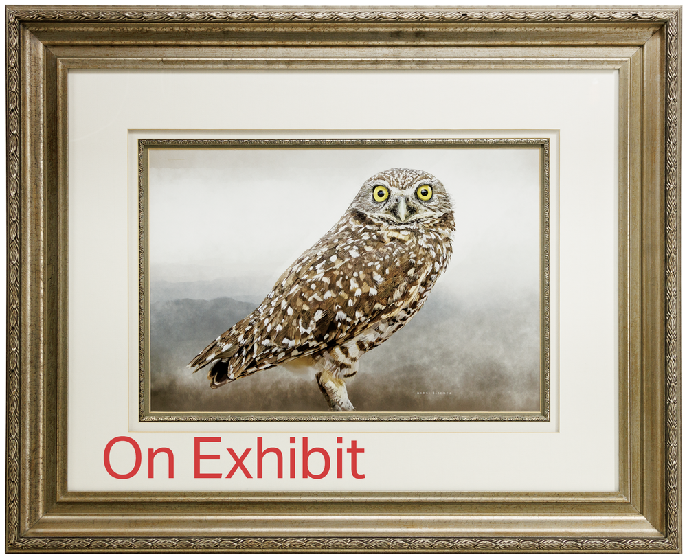 Barred Owl B-RoughWood 26x22