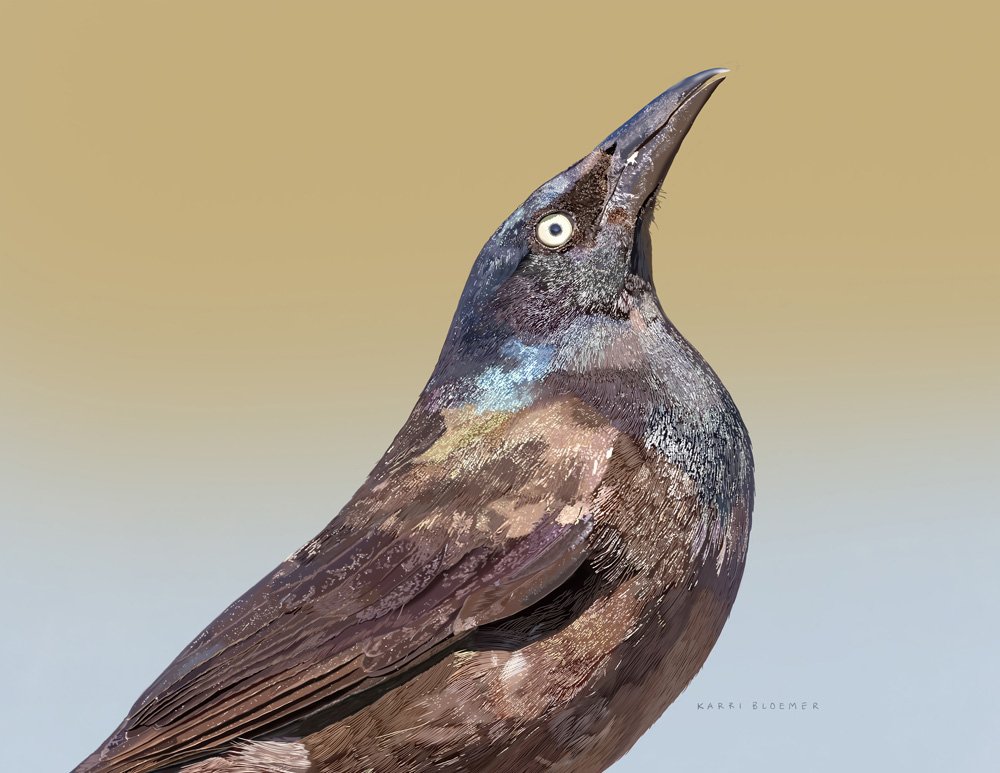 Common Grackle