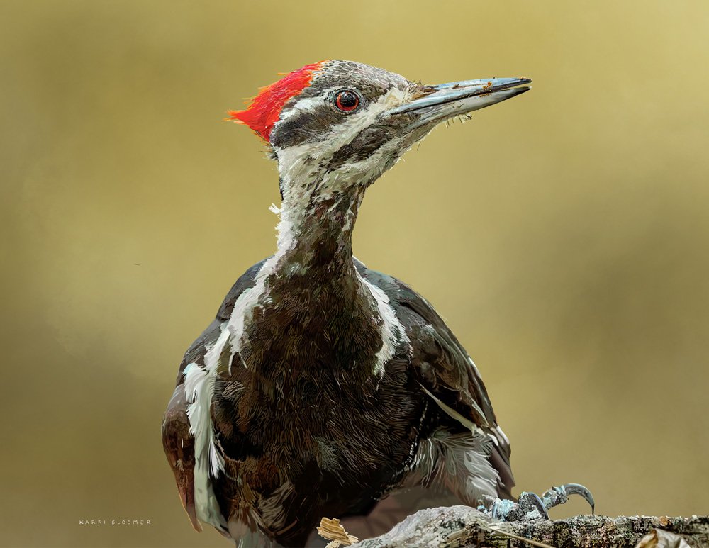 Pileated Woodpecker 2