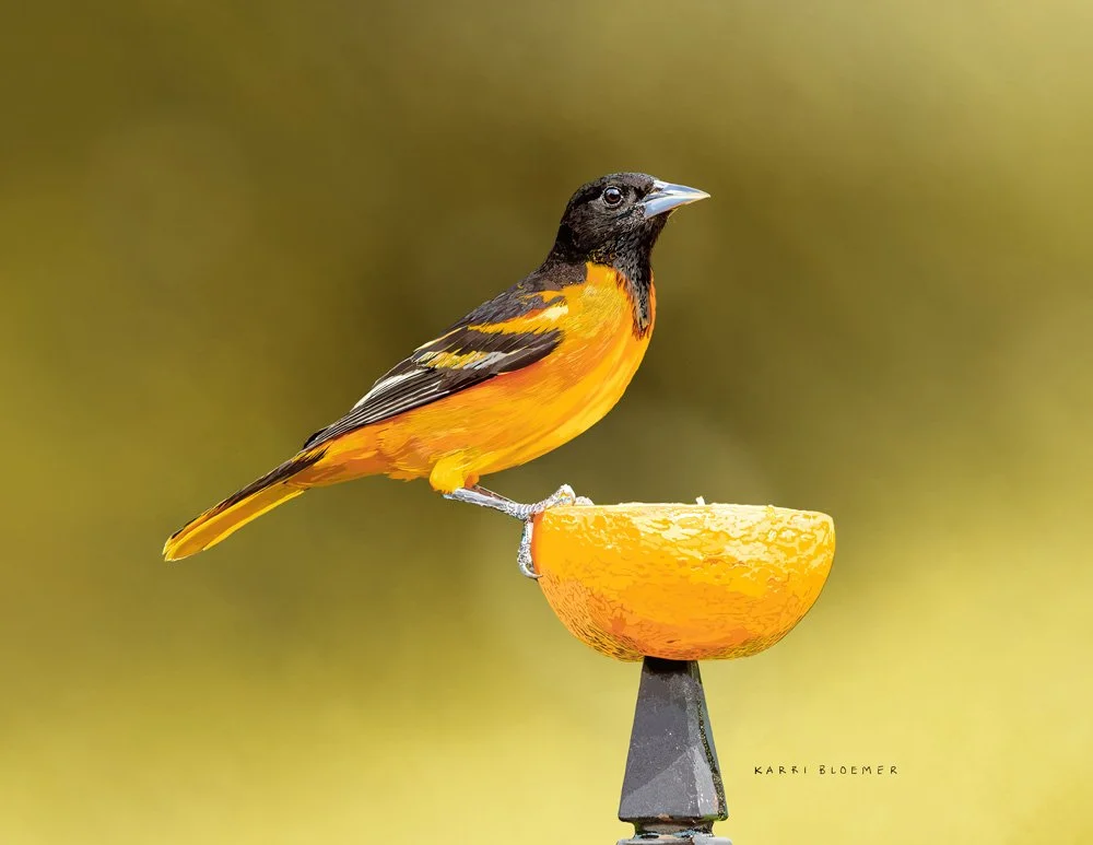 Baltimore Oriole A