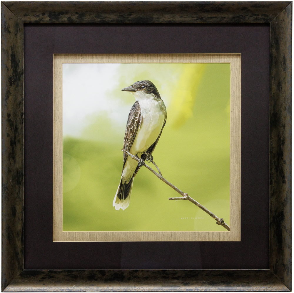 Eastern Kingbird-23x23