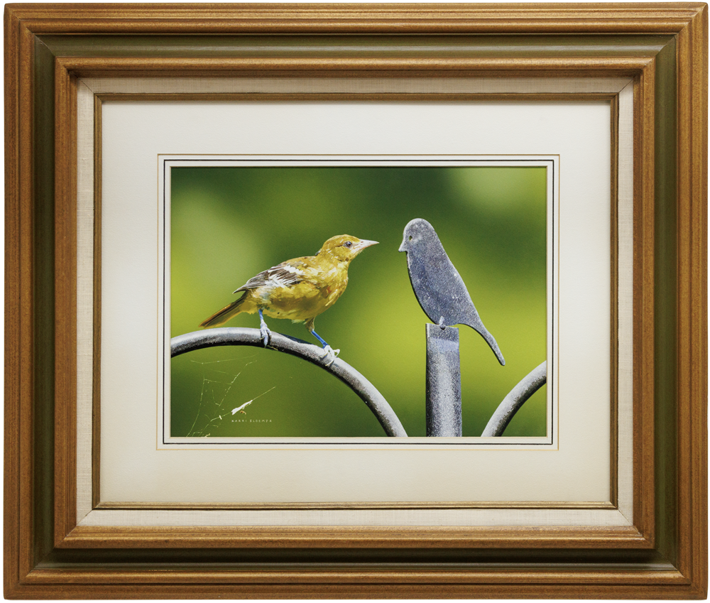 Baltimore Oriole and Friend_Frame_Web.png