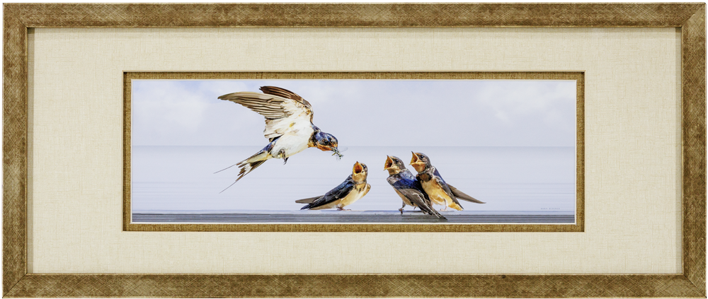 Barn Swallows_GoldTextured_27x11_Frame_Web.png