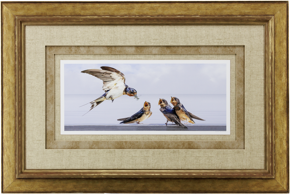 Barn Swallows_GoldWoodenStacked_43x29_Frame_Web.png