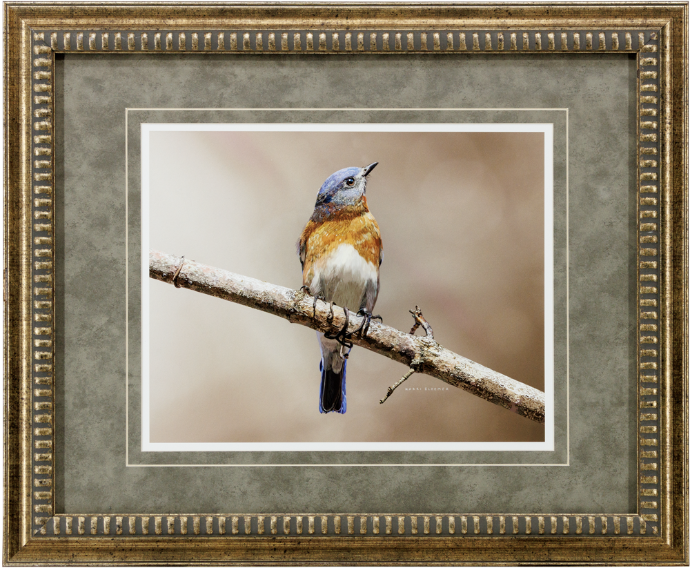 Eastern Bluebird B_GoldScroll_23x19_Frame_Web.png