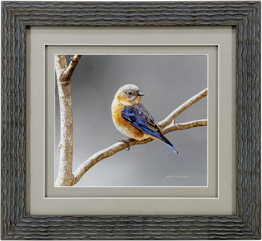 Eastern Bluebird C_GreyTextured_19x17_Frame_Web.png