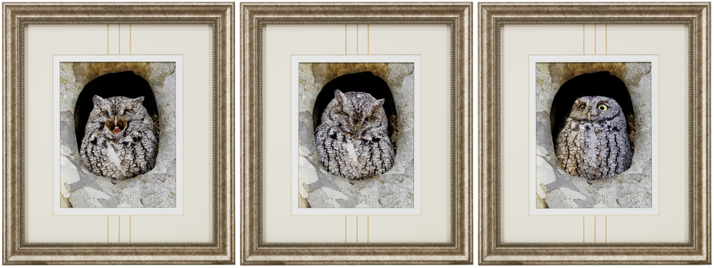 Screech Owl ABC_Set_gold_16x17_Frame_Web.png