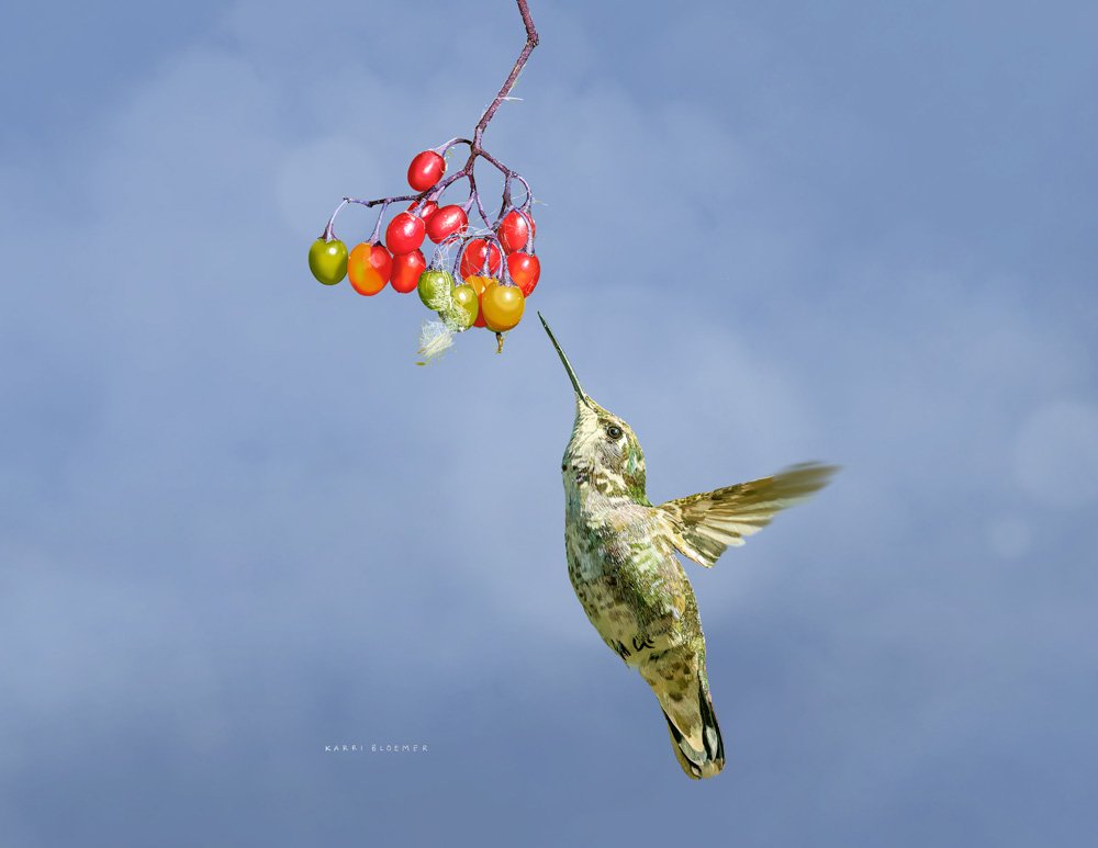 Anna's Hummingbird w berries.jpg