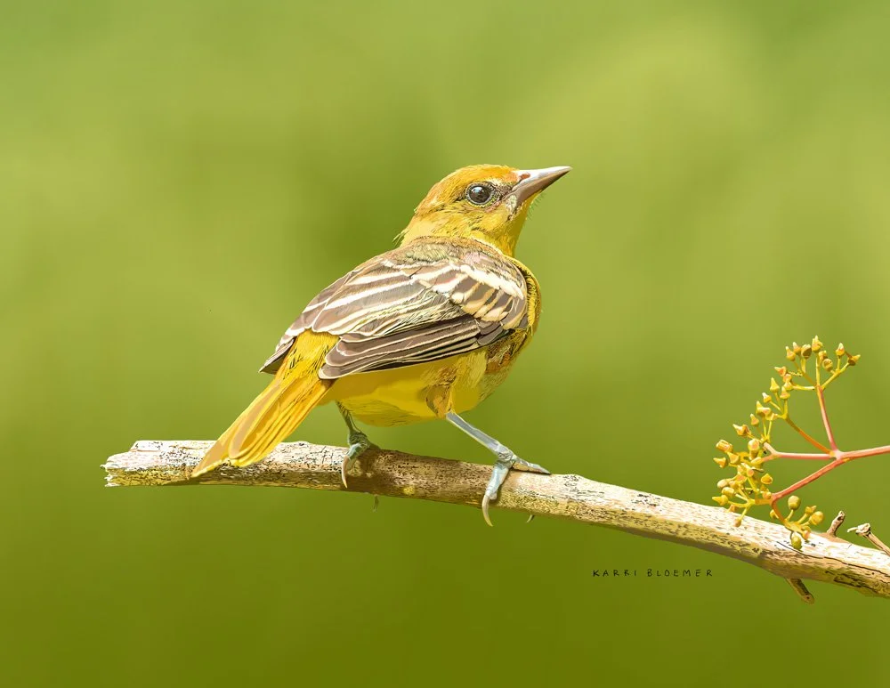 Baltimore Oriole B.jpg